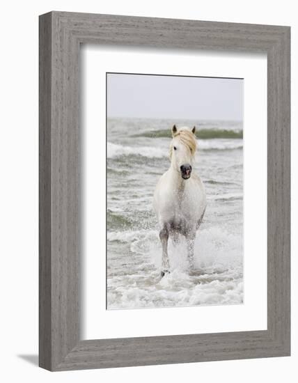 France, The Camargue, Saintes-Maries-de-la-Mer. Camargue horse in the Mediterranean Sea.-Ellen Goff-Framed Photographic Print