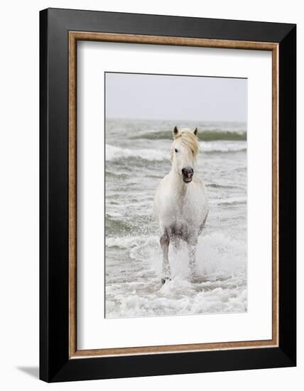 France, The Camargue, Saintes-Maries-de-la-Mer. Camargue horse in the Mediterranean Sea.-Ellen Goff-Framed Photographic Print