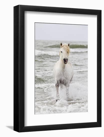 France, The Camargue, Saintes-Maries-de-la-Mer. Camargue horse in the Mediterranean Sea.-Ellen Goff-Framed Photographic Print