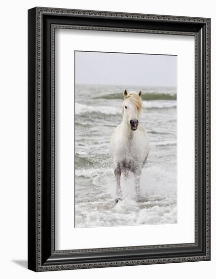 France, The Camargue, Saintes-Maries-de-la-Mer. Camargue horse in the Mediterranean Sea.-Ellen Goff-Framed Photographic Print