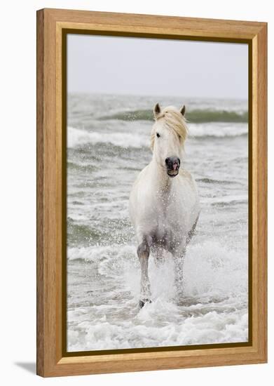 France, The Camargue, Saintes-Maries-de-la-Mer. Camargue horse in the Mediterranean Sea.-Ellen Goff-Framed Premier Image Canvas