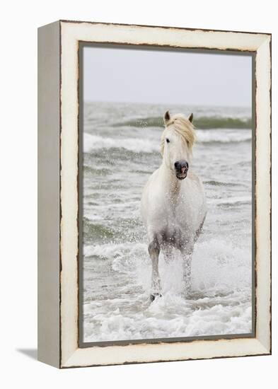 France, The Camargue, Saintes-Maries-de-la-Mer. Camargue horse in the Mediterranean Sea.-Ellen Goff-Framed Premier Image Canvas