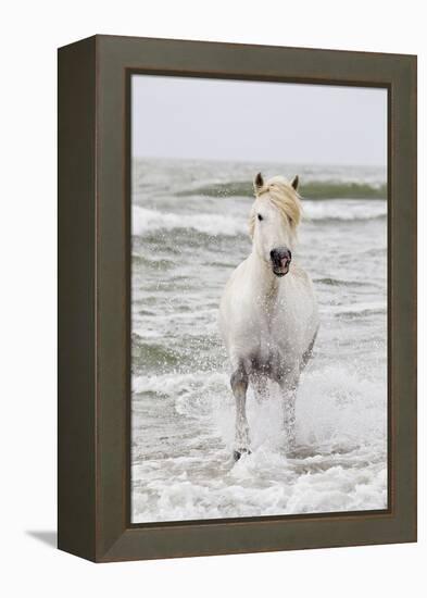 France, The Camargue, Saintes-Maries-de-la-Mer. Camargue horse in the Mediterranean Sea.-Ellen Goff-Framed Premier Image Canvas