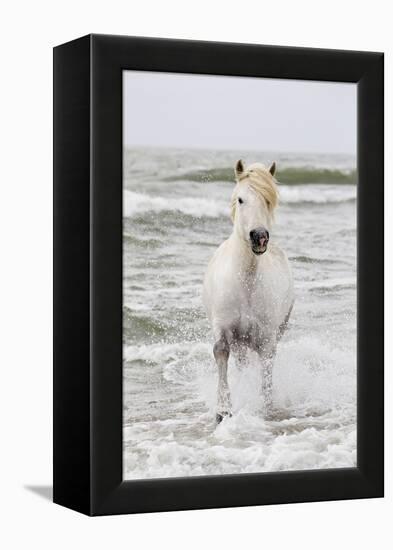 France, The Camargue, Saintes-Maries-de-la-Mer. Camargue horse in the Mediterranean Sea.-Ellen Goff-Framed Premier Image Canvas