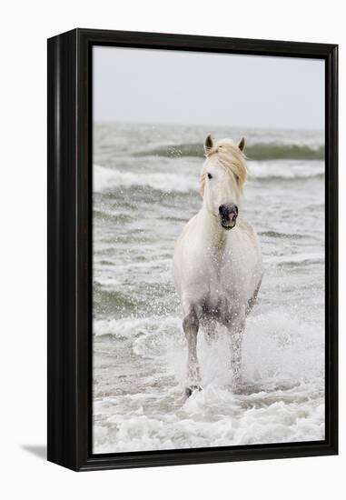 France, The Camargue, Saintes-Maries-de-la-Mer. Camargue horse in the Mediterranean Sea.-Ellen Goff-Framed Premier Image Canvas