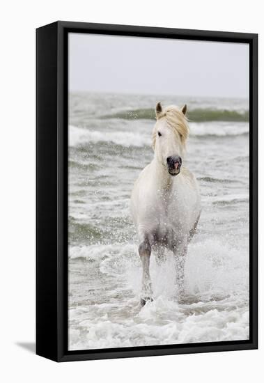 France, The Camargue, Saintes-Maries-de-la-Mer. Camargue horse in the Mediterranean Sea.-Ellen Goff-Framed Premier Image Canvas