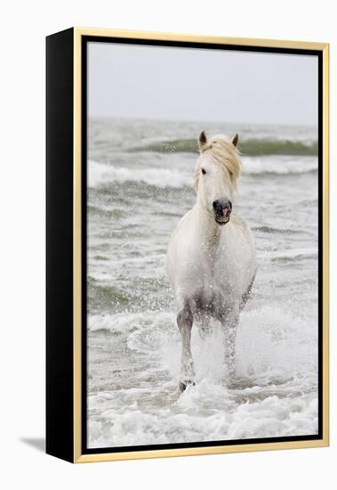 France, The Camargue, Saintes-Maries-de-la-Mer. Camargue horse in the Mediterranean Sea.-Ellen Goff-Framed Premier Image Canvas