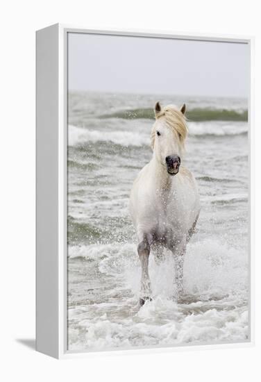 France, The Camargue, Saintes-Maries-de-la-Mer. Camargue horse in the Mediterranean Sea.-Ellen Goff-Framed Premier Image Canvas