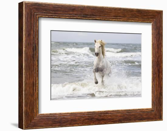 France, The Camargue, Saintes-Maries-de-la-Mer. Camargue horse in the Mediterranean Sea.-Ellen Goff-Framed Photographic Print