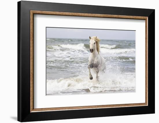 France, The Camargue, Saintes-Maries-de-la-Mer. Camargue horse in the Mediterranean Sea.-Ellen Goff-Framed Photographic Print