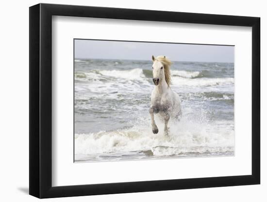 France, The Camargue, Saintes-Maries-de-la-Mer. Camargue horse in the Mediterranean Sea.-Ellen Goff-Framed Photographic Print