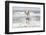 France, The Camargue, Saintes-Maries-de-la-Mer. Camargue horse in the Mediterranean Sea.-Ellen Goff-Framed Photographic Print