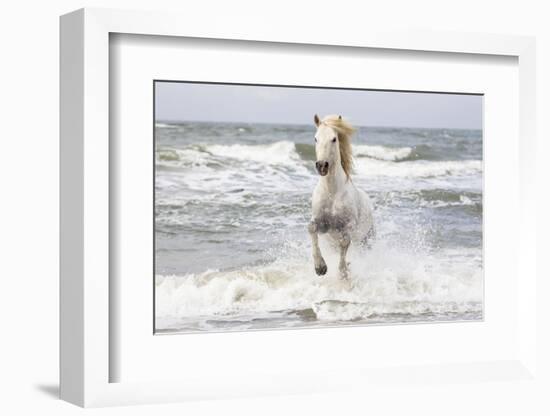 France, The Camargue, Saintes-Maries-de-la-Mer. Camargue horse in the Mediterranean Sea.-Ellen Goff-Framed Photographic Print