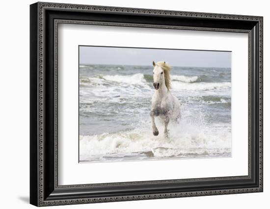 France, The Camargue, Saintes-Maries-de-la-Mer. Camargue horse in the Mediterranean Sea.-Ellen Goff-Framed Photographic Print