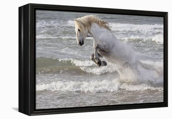 France, The Camargue, Saintes-Maries-de-la-Mer. Camargue horse in the Mediterranean Sea.-Ellen Goff-Framed Premier Image Canvas