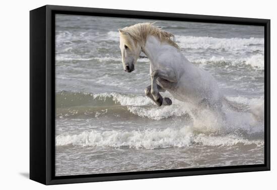 France, The Camargue, Saintes-Maries-de-la-Mer. Camargue horse in the Mediterranean Sea.-Ellen Goff-Framed Premier Image Canvas