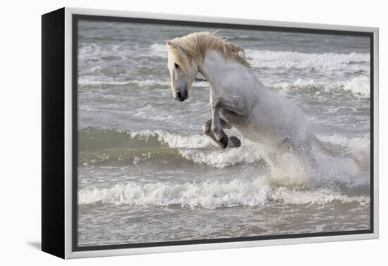 France, The Camargue, Saintes-Maries-de-la-Mer. Camargue horse in the Mediterranean Sea.-Ellen Goff-Framed Premier Image Canvas