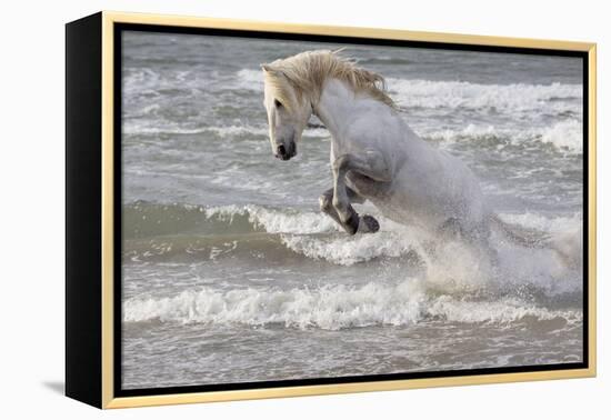France, The Camargue, Saintes-Maries-de-la-Mer. Camargue horse in the Mediterranean Sea.-Ellen Goff-Framed Premier Image Canvas