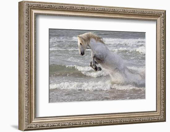 France, The Camargue, Saintes-Maries-de-la-Mer. Camargue horse in the Mediterranean Sea.-Ellen Goff-Framed Photographic Print