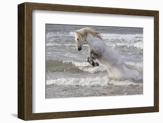 France, The Camargue, Saintes-Maries-de-la-Mer. Camargue horse in the Mediterranean Sea.-Ellen Goff-Framed Photographic Print