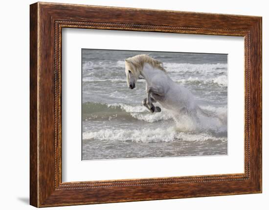 France, The Camargue, Saintes-Maries-de-la-Mer. Camargue horse in the Mediterranean Sea.-Ellen Goff-Framed Photographic Print