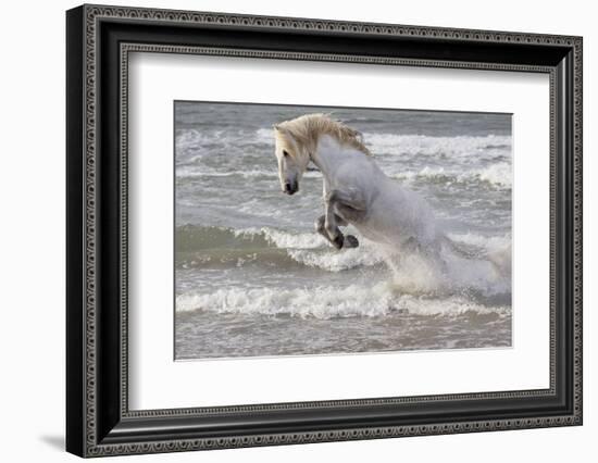 France, The Camargue, Saintes-Maries-de-la-Mer. Camargue horse in the Mediterranean Sea.-Ellen Goff-Framed Photographic Print