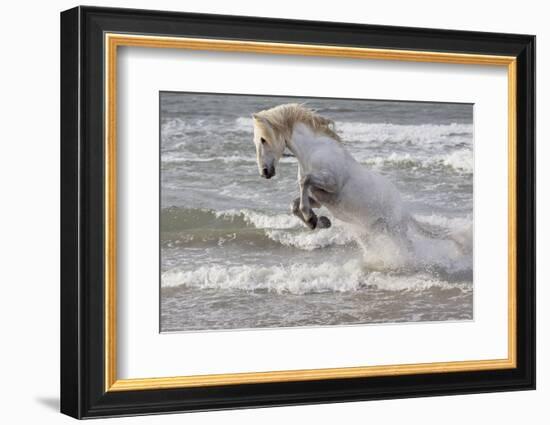 France, The Camargue, Saintes-Maries-de-la-Mer. Camargue horse in the Mediterranean Sea.-Ellen Goff-Framed Photographic Print