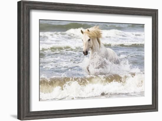 France, The Camargue, Saintes-Maries-de-la-Mer. Camargue horse in the Mediterranean Sea.-Ellen Goff-Framed Photographic Print