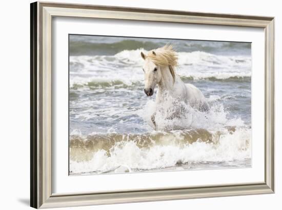 France, The Camargue, Saintes-Maries-de-la-Mer. Camargue horse in the Mediterranean Sea.-Ellen Goff-Framed Photographic Print