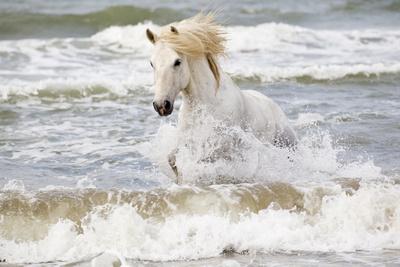 France, The Camargue, Saintes-Maries-de-la-Mer. Camargue horse in ...