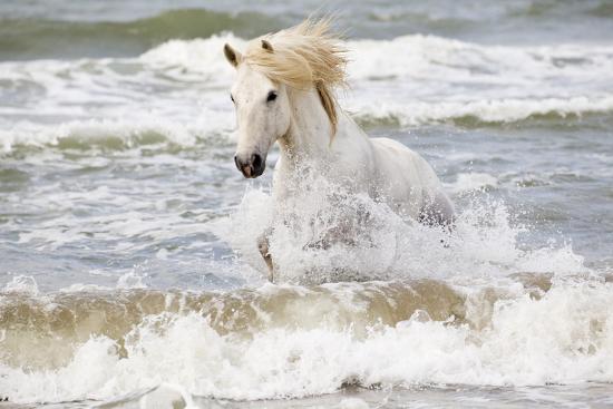 France, The Camargue, Saintes-Maries-de-la-Mer. Camargue horse in ...