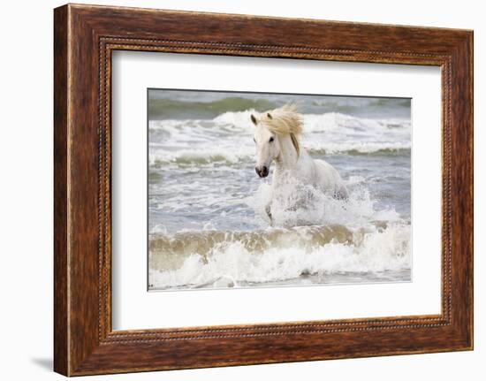 France, The Camargue, Saintes-Maries-de-la-Mer. Camargue horse in the Mediterranean Sea.-Ellen Goff-Framed Photographic Print