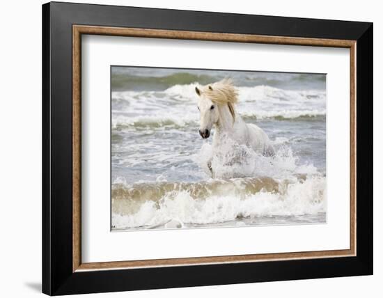 France, The Camargue, Saintes-Maries-de-la-Mer. Camargue horse in the Mediterranean Sea.-Ellen Goff-Framed Photographic Print