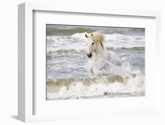 France, The Camargue, Saintes-Maries-de-la-Mer. Camargue horse in the Mediterranean Sea.-Ellen Goff-Framed Photographic Print