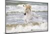 France, The Camargue, Saintes-Maries-de-la-Mer. Camargue horse in the Mediterranean Sea.-Ellen Goff-Mounted Photographic Print