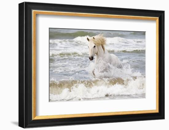 France, The Camargue, Saintes-Maries-de-la-Mer. Camargue horse in the Mediterranean Sea.-Ellen Goff-Framed Photographic Print