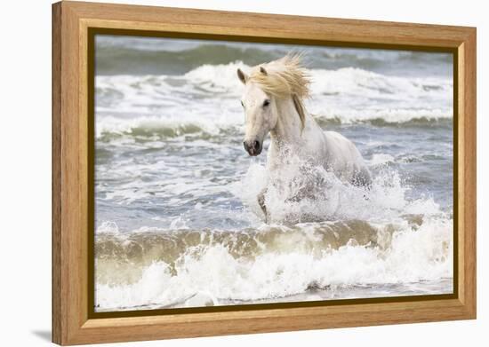 France, The Camargue, Saintes-Maries-de-la-Mer. Camargue horse in the Mediterranean Sea.-Ellen Goff-Framed Premier Image Canvas