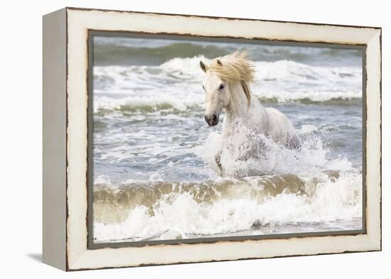 France, The Camargue, Saintes-Maries-de-la-Mer. Camargue horse in the Mediterranean Sea.-Ellen Goff-Framed Premier Image Canvas