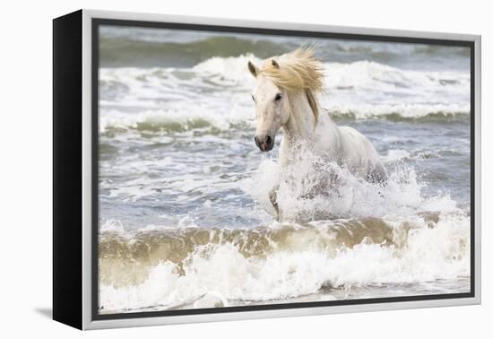 France, The Camargue, Saintes-Maries-de-la-Mer. Camargue horse in the Mediterranean Sea.-Ellen Goff-Framed Premier Image Canvas