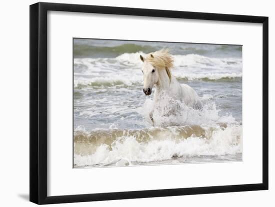 France, The Camargue, Saintes-Maries-de-la-Mer. Camargue horse in the Mediterranean Sea.-Ellen Goff-Framed Photographic Print