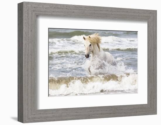 France, The Camargue, Saintes-Maries-de-la-Mer. Camargue horse in the Mediterranean Sea.-Ellen Goff-Framed Photographic Print