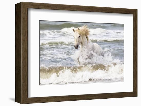 France, The Camargue, Saintes-Maries-de-la-Mer. Camargue horse in the Mediterranean Sea.-Ellen Goff-Framed Photographic Print