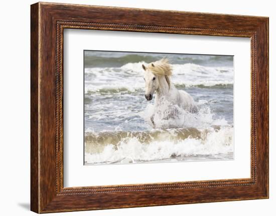 France, The Camargue, Saintes-Maries-de-la-Mer. Camargue horse in the Mediterranean Sea.-Ellen Goff-Framed Photographic Print