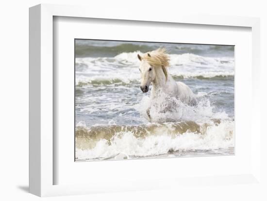 France, The Camargue, Saintes-Maries-de-la-Mer. Camargue horse in the Mediterranean Sea.-Ellen Goff-Framed Photographic Print