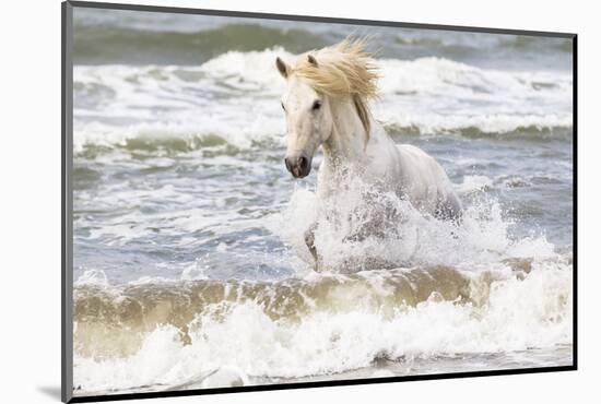 France, The Camargue, Saintes-Maries-de-la-Mer. Camargue horse in the Mediterranean Sea.-Ellen Goff-Mounted Photographic Print