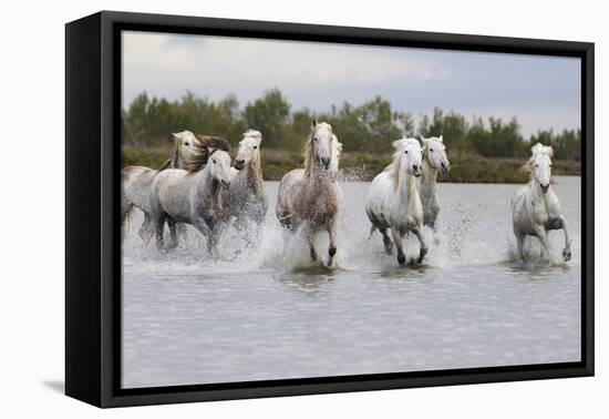 France, The Camargue, Saintes-Maries-de-la-Mer. Camargue horses running through water.-Ellen Goff-Framed Premier Image Canvas