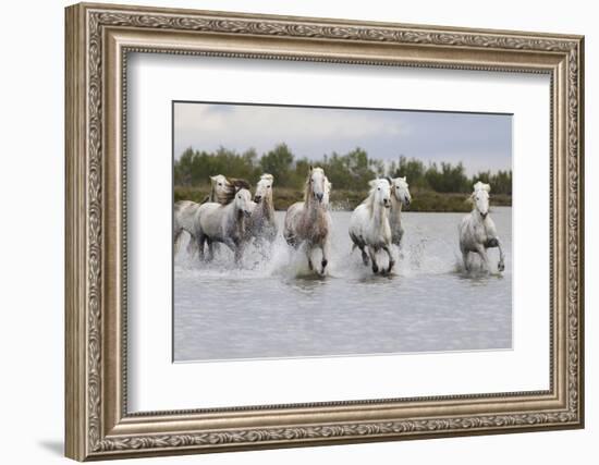 France, The Camargue, Saintes-Maries-de-la-Mer. Camargue horses running through water.-Ellen Goff-Framed Photographic Print