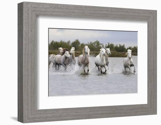 France, The Camargue, Saintes-Maries-de-la-Mer. Camargue horses running through water.-Ellen Goff-Framed Photographic Print