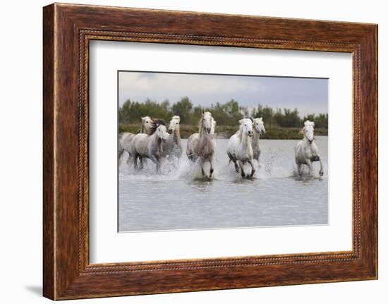 France, The Camargue, Saintes-Maries-de-la-Mer. Camargue horses running through water.-Ellen Goff-Framed Photographic Print