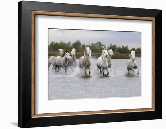 France, The Camargue, Saintes-Maries-de-la-Mer. Camargue horses running through water.-Ellen Goff-Framed Photographic Print